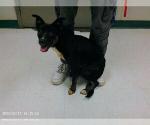 German Shepherd Dog-Unknown Mix Dogs for adoption in Oroville, CA, USA