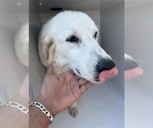 Golden Retriever-Unknown Mix Dogs for adoption in Houston, TX, USA