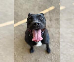 Labrador Retriever-Unknown Mix Dogs for adoption in Riverside, CA, USA