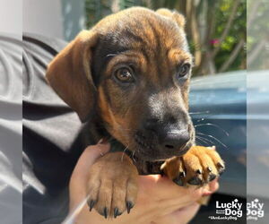 Feist Terrier-Retriever Mix Dogs for adoption in Washington, DC, USA