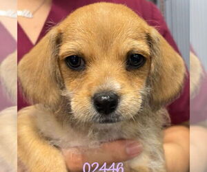 Dachshund-Unknown Mix Dogs for adoption in Chico, CA, USA