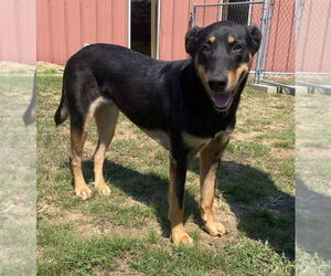 Beauceron-Catahoula Leopard Dog Mix Dogs for adoption in Bryant, AR, USA