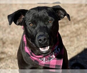 Shepradors Dogs for adoption in Pueblo, CO, USA