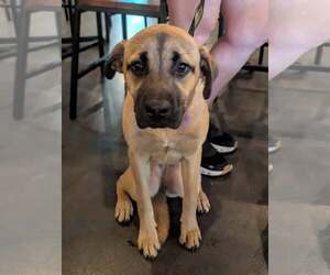 Mutt Dogs for adoption in Holly Springs, NC, USA