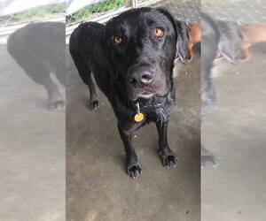 Labrador Retriever Dogs for adoption in toms river, NJ, USA