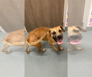 Boxer Dogs for adoption in Baytown, TX, USA