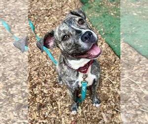 American Pit Bull Terrier-Unknown Mix Dogs for adoption in Clarkesville, GA, USA