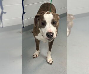 Mutt Dogs for adoption in St. Cloud, FL, USA