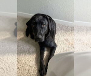 Labrador Retriever Dogs for adoption in Palatine/Kildeer/Buffalo grove, IL, USA