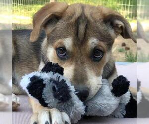 Labrador Retriever Dogs for adoption in Aurora, CO, USA
