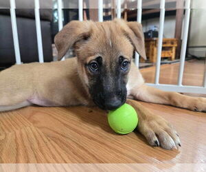 German Shepherd Dog-Retriever Mix Dogs for adoption in Mechanicsburg, PA, USA