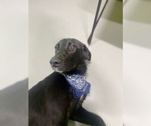 Labrador Retriever Dogs for adoption in Temple, TX, USA