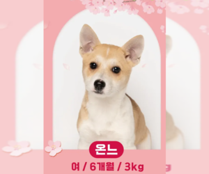 Shiba Inu-Unknown Mix Dogs for adoption in Agoura Hills, CA, USA