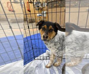 Australian Shepherd-Unknown Mix Dogs for adoption in Calgary, Alberta, Canada