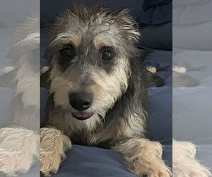 Mutt Dogs for adoption in Morganville, NJ, USA