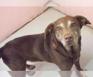 German Shorthaired Lab Dogs for adoption in Woodstock, IL, USA