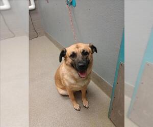 Anatolian Shepherd-Unknown Mix Dogs for adoption in Las Vegas, NV, USA