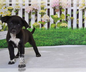 Australian Cattle Dog-Unknown Mix Dogs for adoption in Oroville, CA, USA