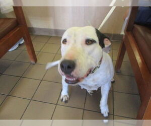 Bull Terrier-Unknown Mix Dogs for adoption in Ocala, FL, USA