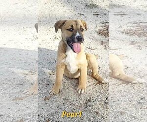 Black Mouth Cur-Labrador Retriever Mix Dogs for adoption in Sanford, FL, USA