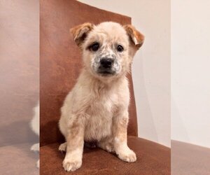 Mutt Dogs for adoption in Polson, MT, USA