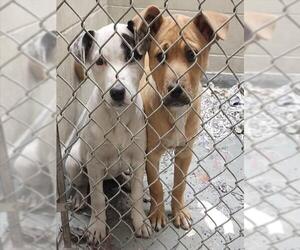 Labrador Retriever-Unknown Mix Dogs for adoption in Anchorage, AK, USA