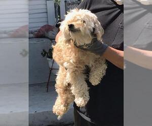 Maltese Dogs for adoption in San Antonio, TX, USA