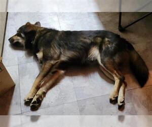 Australian Shepherd Dogs for adoption in San Antonio, TX, USA