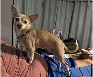 Chihuahua-Unknown Mix Dogs for adoption in Foristell, MO, USA