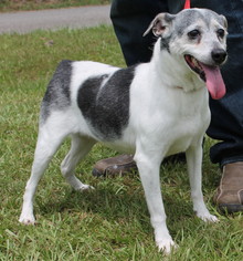 Jack Russell Terrier Dogs for adoption in Prattville, AL, USA