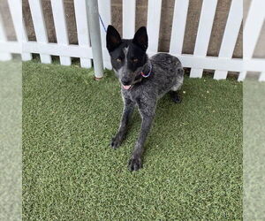 Mutt Dogs for adoption in Modesto, CA, USA