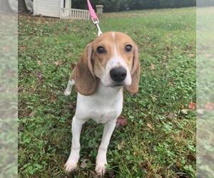 Beagle Dogs for adoption in Cumming, GA, USA