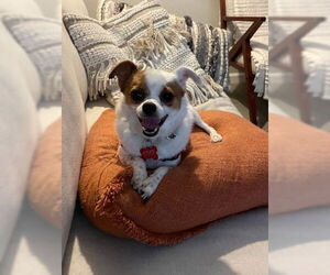 Jack Chi Dogs for adoption in San Diego, CA, USA