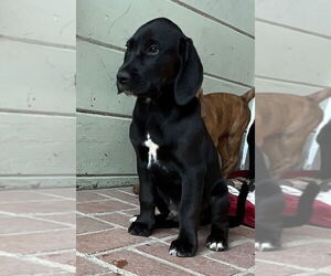 Mutt Dogs for adoption in Alturas, CA, USA