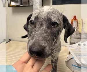 German Shorthaired Pointer-Unknown Mix Dogs for adoption in Bakersfield, CA, USA