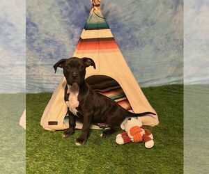 Boxer-Unknown Mix Dogs for adoption in Wetumpka, AL, USA