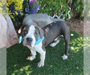 American Bulldog-Unknown Mix Dogs for adoption in Oklahoma City, OK, USA