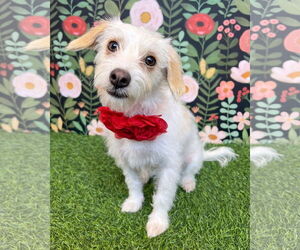 Mutt Dogs for adoption in Corona, CA, USA