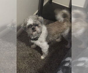 Shih Tzu Dogs for adoption in Ogden, UT, USA