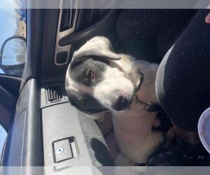 Basset Hound Dogs for adoption in Staunton, VA, USA