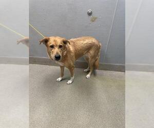 German Shepherd Dog-Unknown Mix Dogs for adoption in Las Vegas, NV, USA