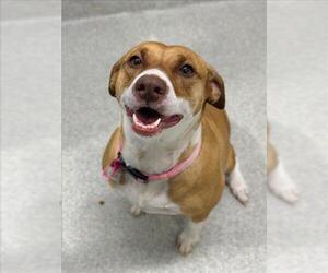Basenji-Unknown Mix Dogs for adoption in Fort Collins, CO, USA