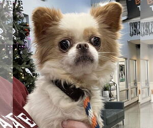 Cheeks Dogs for adoption in Cranford, NJ, USA