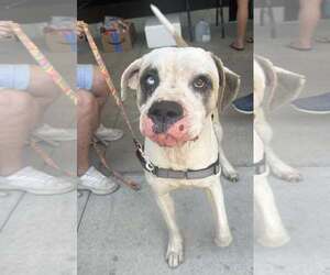 American Bulldog-Unknown Mix Dogs for adoption in New Smyrna Beach, FL, USA