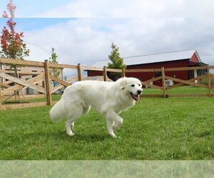 Great Pyrenees Dogs for adoption in Chestertown, MD, USA