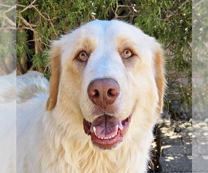 Labrenees Dogs for adoption in Albuquerque, NM, USA