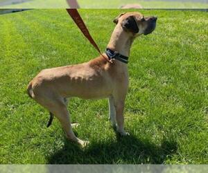 Great Dane Dogs for adoption in Mt Vernon, IN, USA
