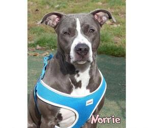 American Pit Bull Terrier Dogs for adoption in Mason, MI, USA