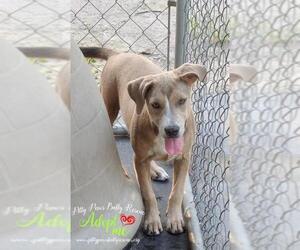 Mutt Dogs for adoption in Victoria, TX, USA