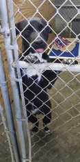 Medium Photo #1 Labrador Retriever-Unknown Mix Puppy For Sale in Cincinnati, OH, USA